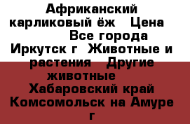 Африканский карликовый ёж › Цена ­ 6 000 - Все города, Иркутск г. Животные и растения » Другие животные   . Хабаровский край,Комсомольск-на-Амуре г.